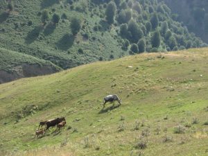 کوهستان سیاهزگی