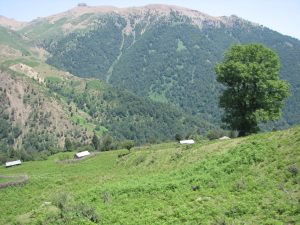 بهار در سیامزگی