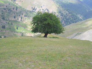 ییلاق سیامزگی