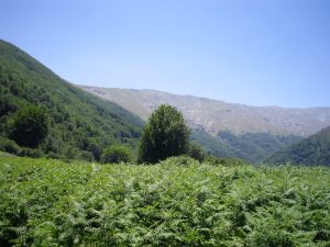 کوهپیمایی در سیامزگی