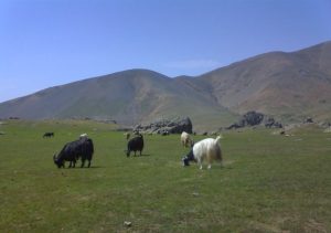 دامپروری در سیامزگی