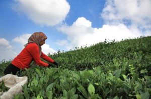 منطقه گردشگری سیامزگی