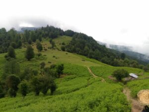 ییلاق سیاهمزگی