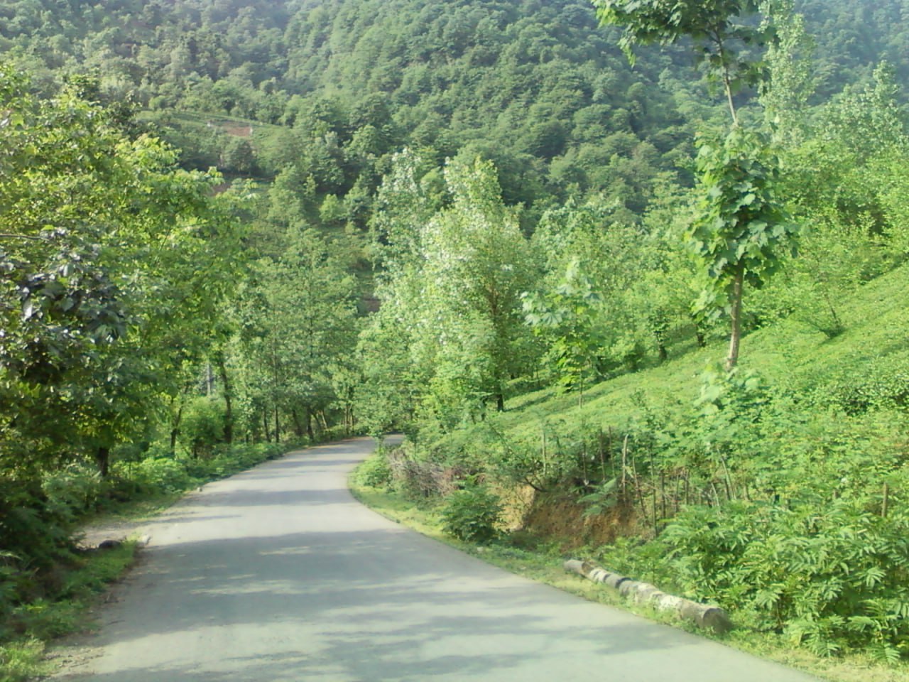 سیاهمزگی کجاست